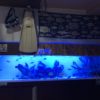 府中市 沖縄料理店 w1500海水魚水槽 – TOJOMEDIA